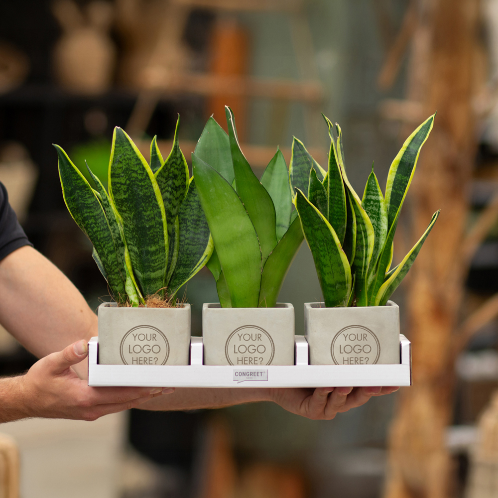Congreet® plantpots large, In giftbox