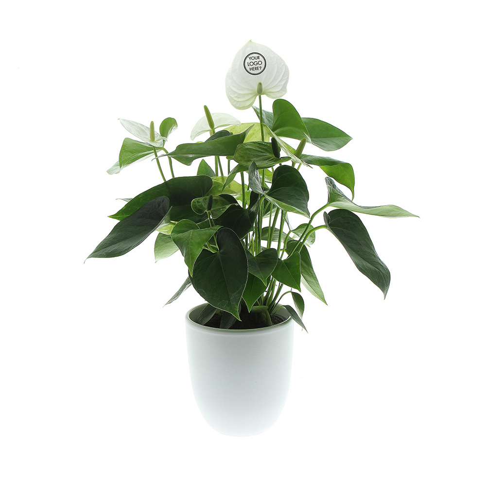 Message Printz® - Anthurium plant