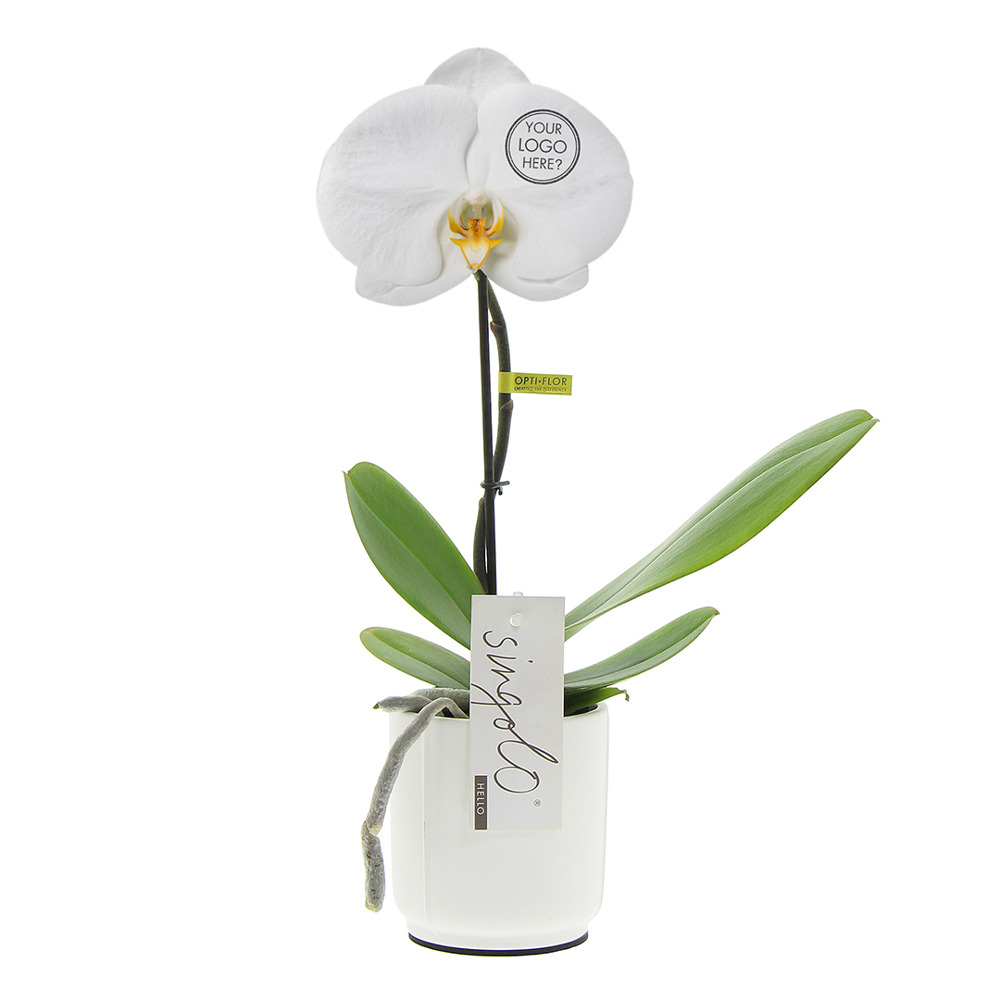 Message Printz® - Singolo Orchidee, In giftbox
