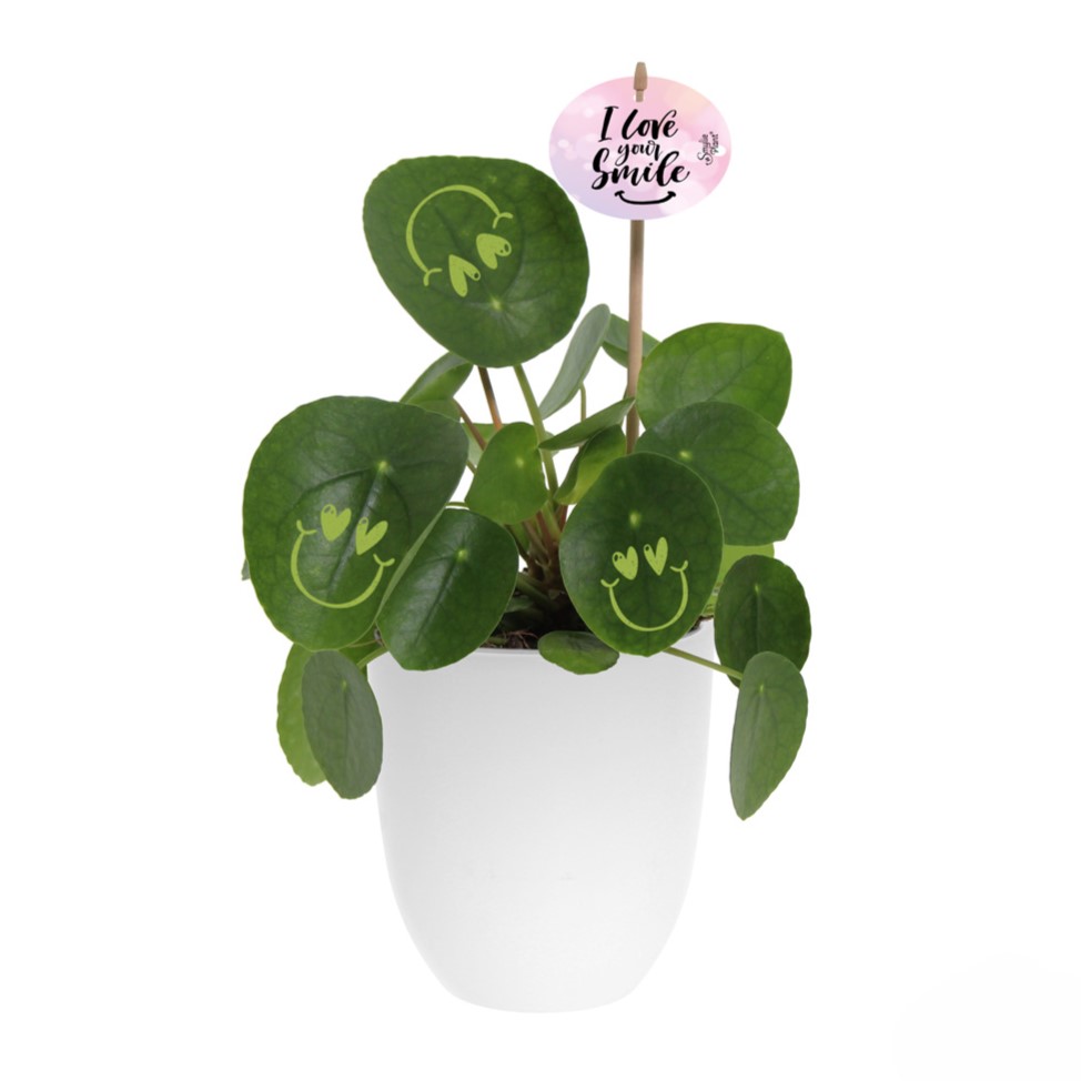 Smylieplant® - Love in keramieke pot (large)