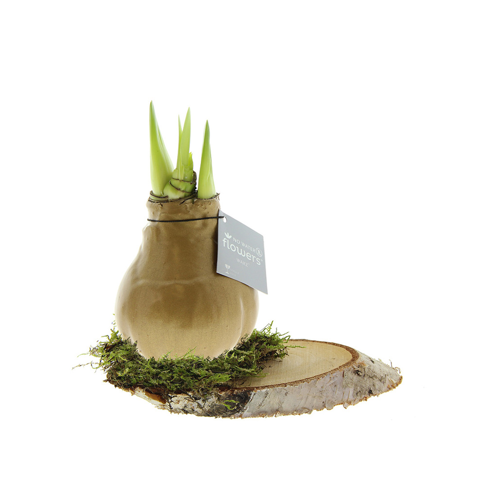 No Water Flowers® - Waxz® on wood - goud