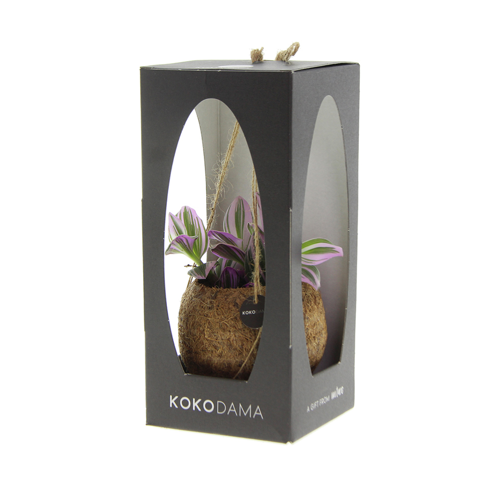 Kokodama® - Green mix (S), Zonder verpakking