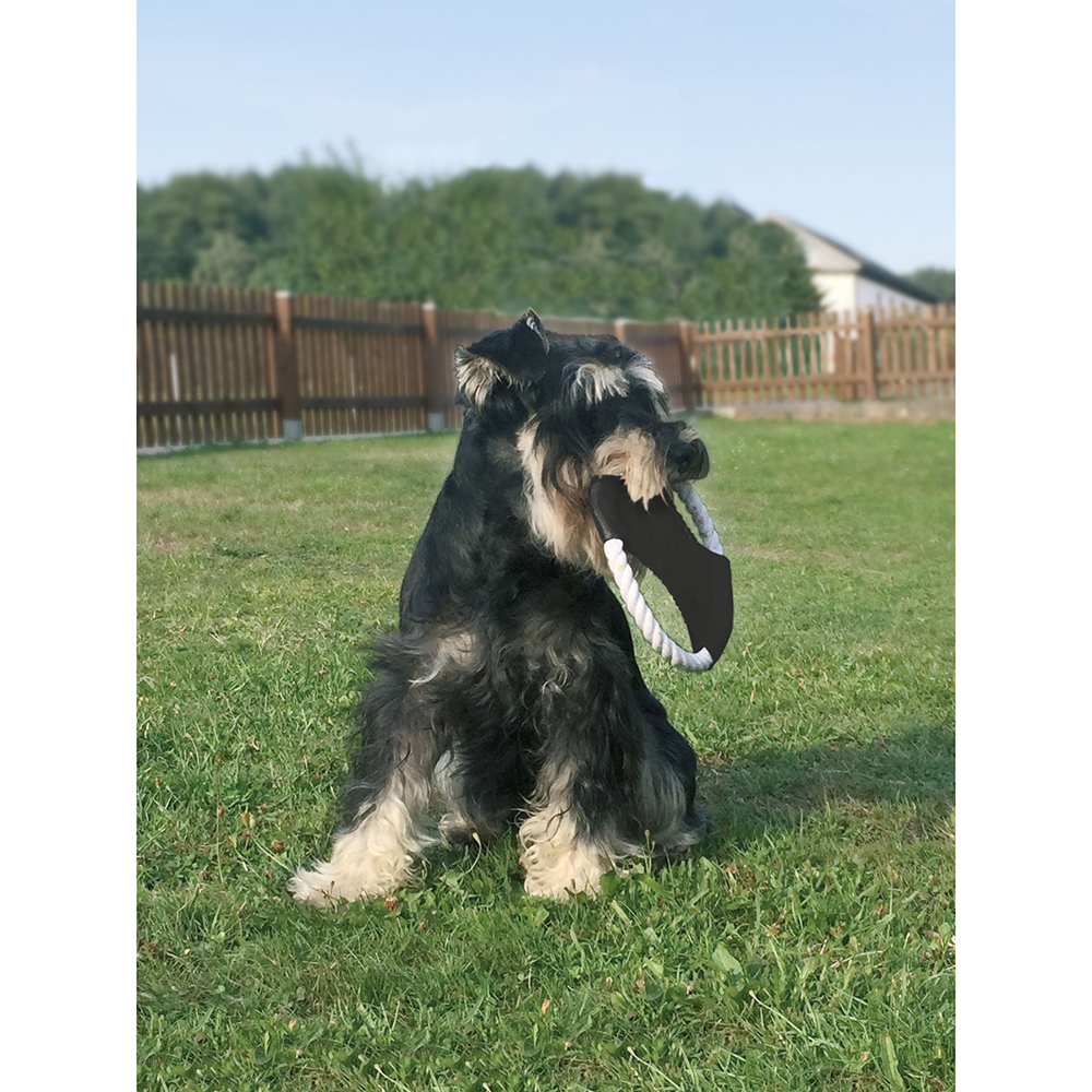 Honden Frisbee