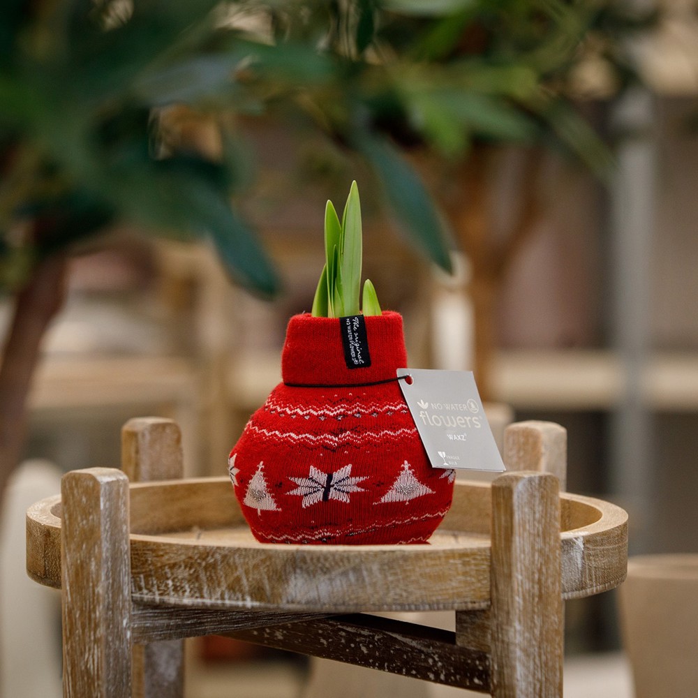 No Water Flowers® - Fashionz Nordic mix, In giftbag