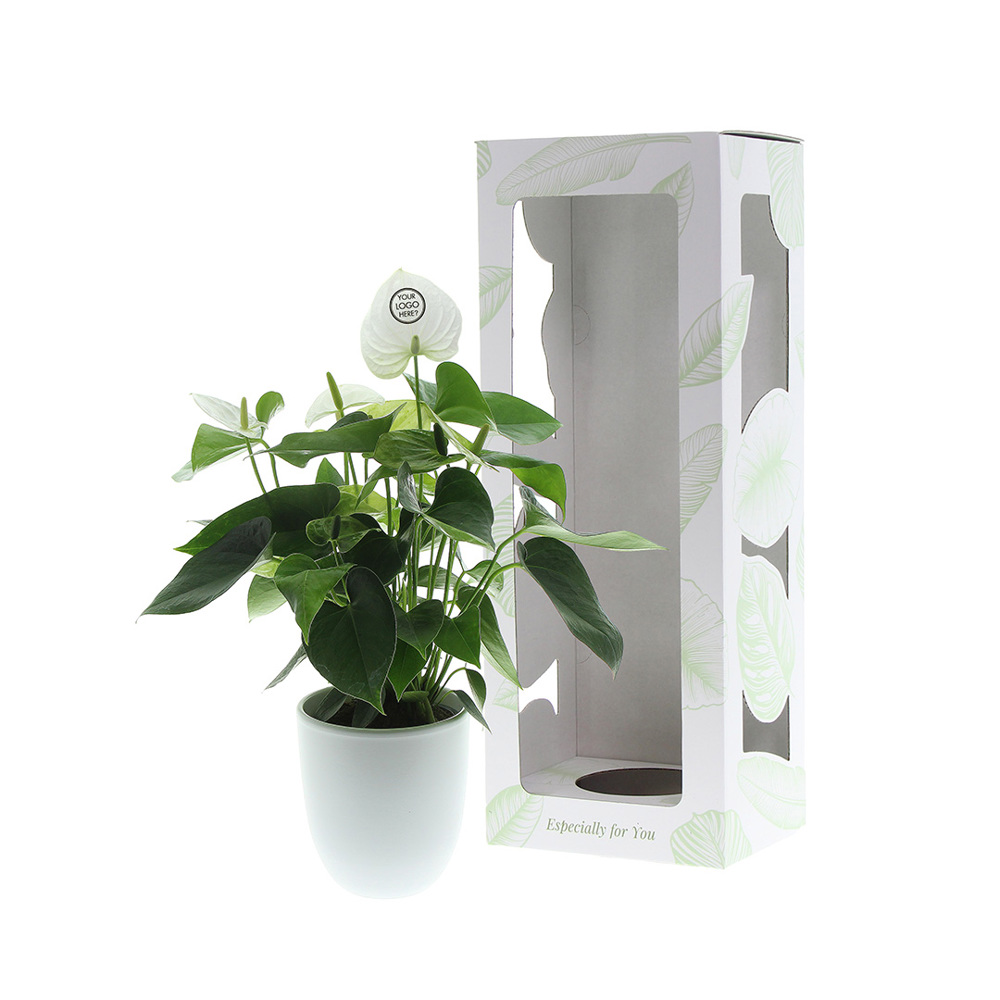 Message Printz® - Anthurium plant, In beschermende plantensleeve