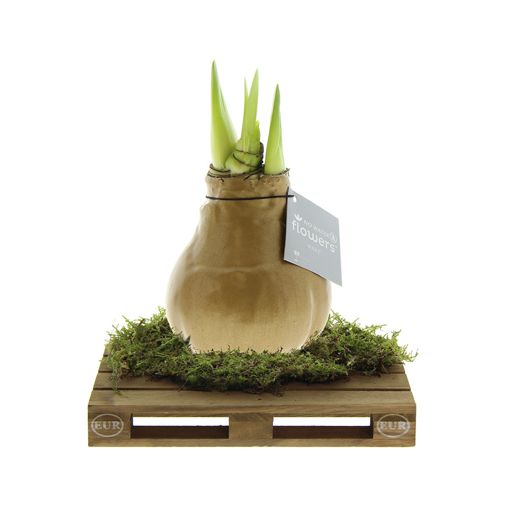 No Water Flowers® - Waxz® on pallet - goud