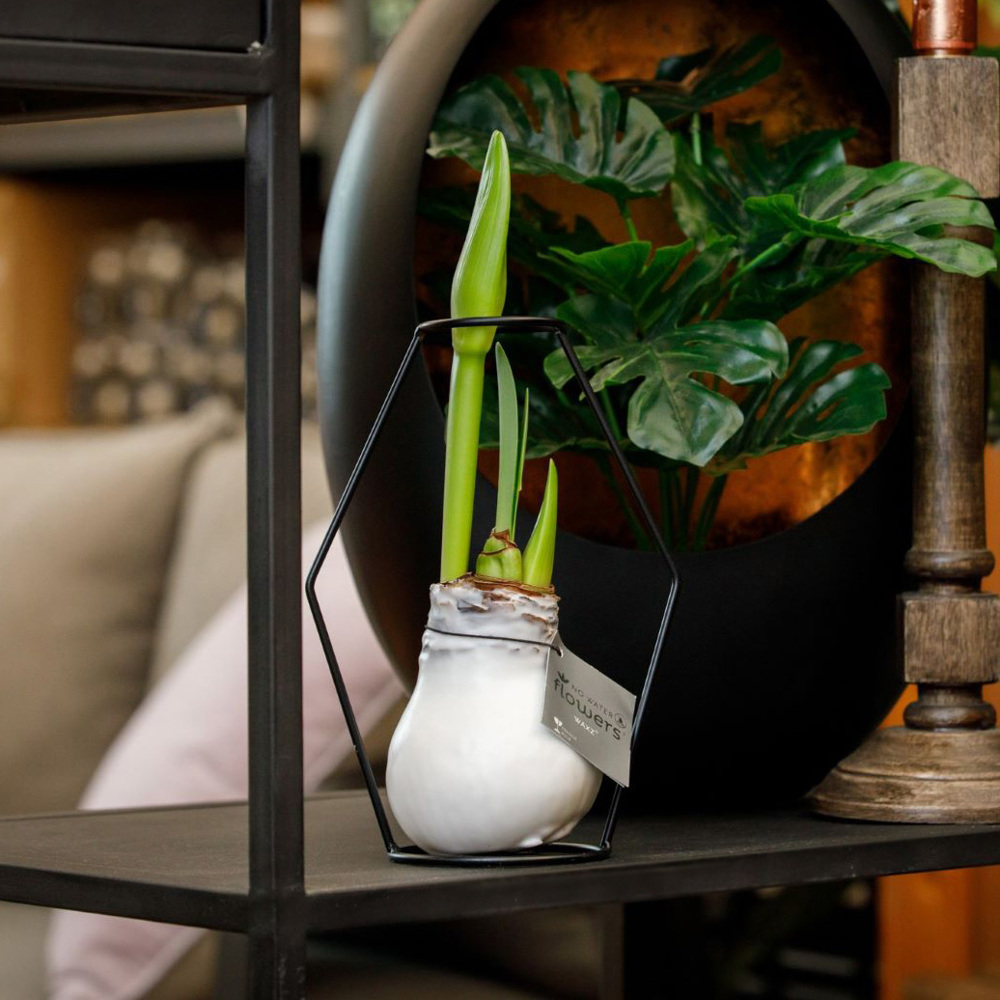 No Water Flowers® - Formz modern, Zonder verpakking, Donkergroen