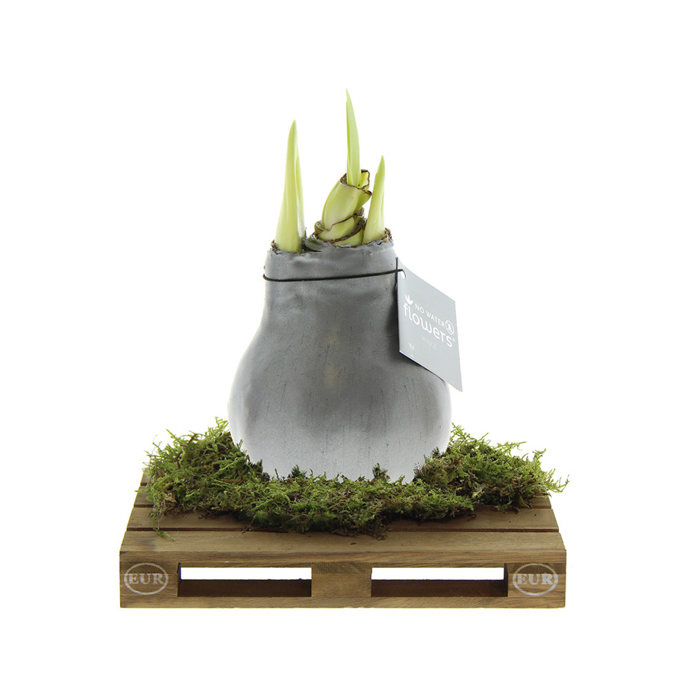 No Water Flowers® - Waxz® on pallet - zilver
