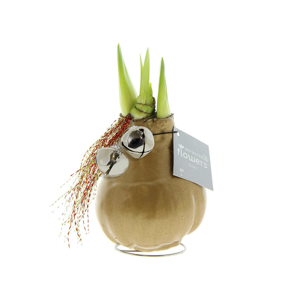 No Water Flowers® - Jingle Bellz - Goud