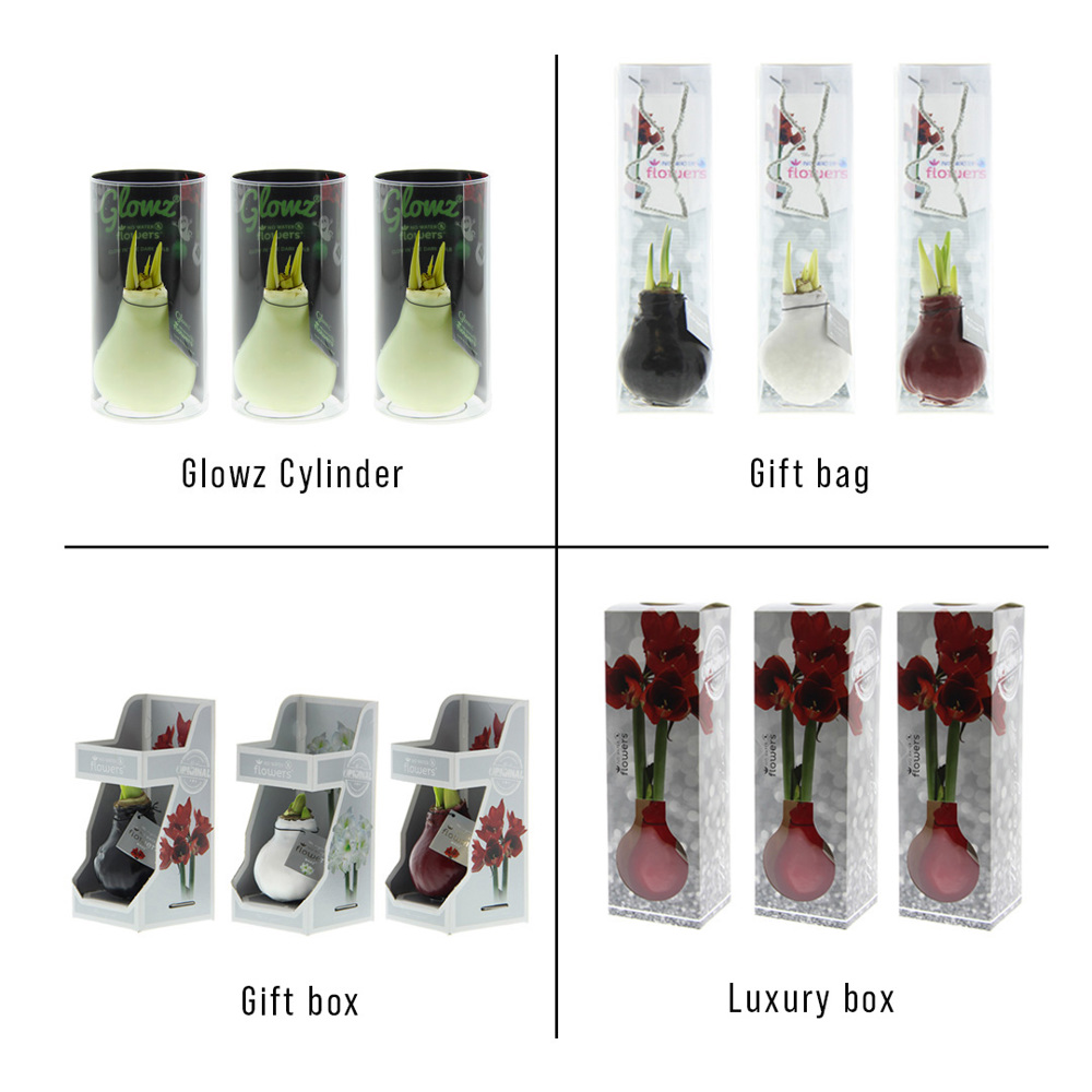 No Water Flowers® - Glowz, In luxury box