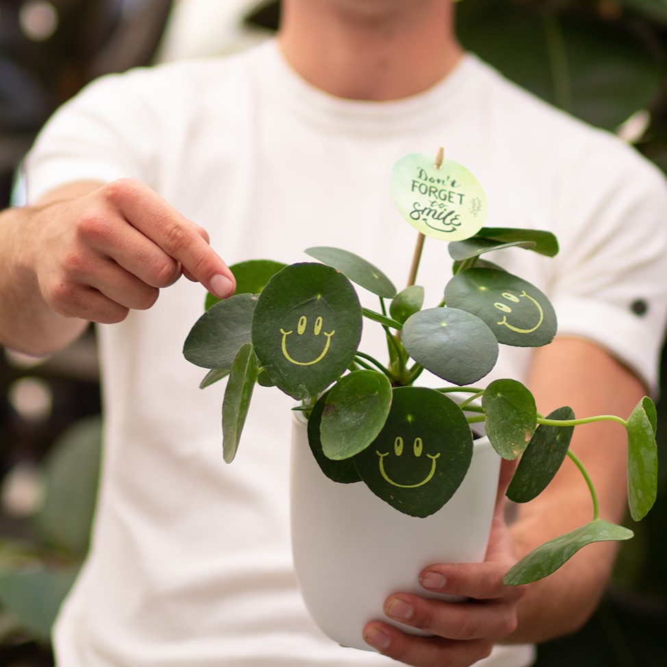 Smylieplant® - Happy in keramieke pot (large), In beschermende plantensleeve