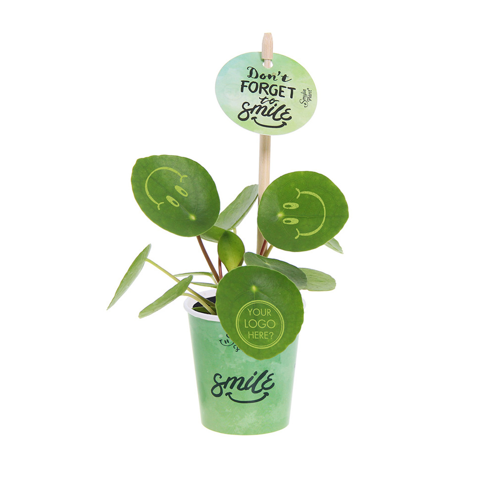 Smylieplant® - Happy in papercup (small), In giftbox