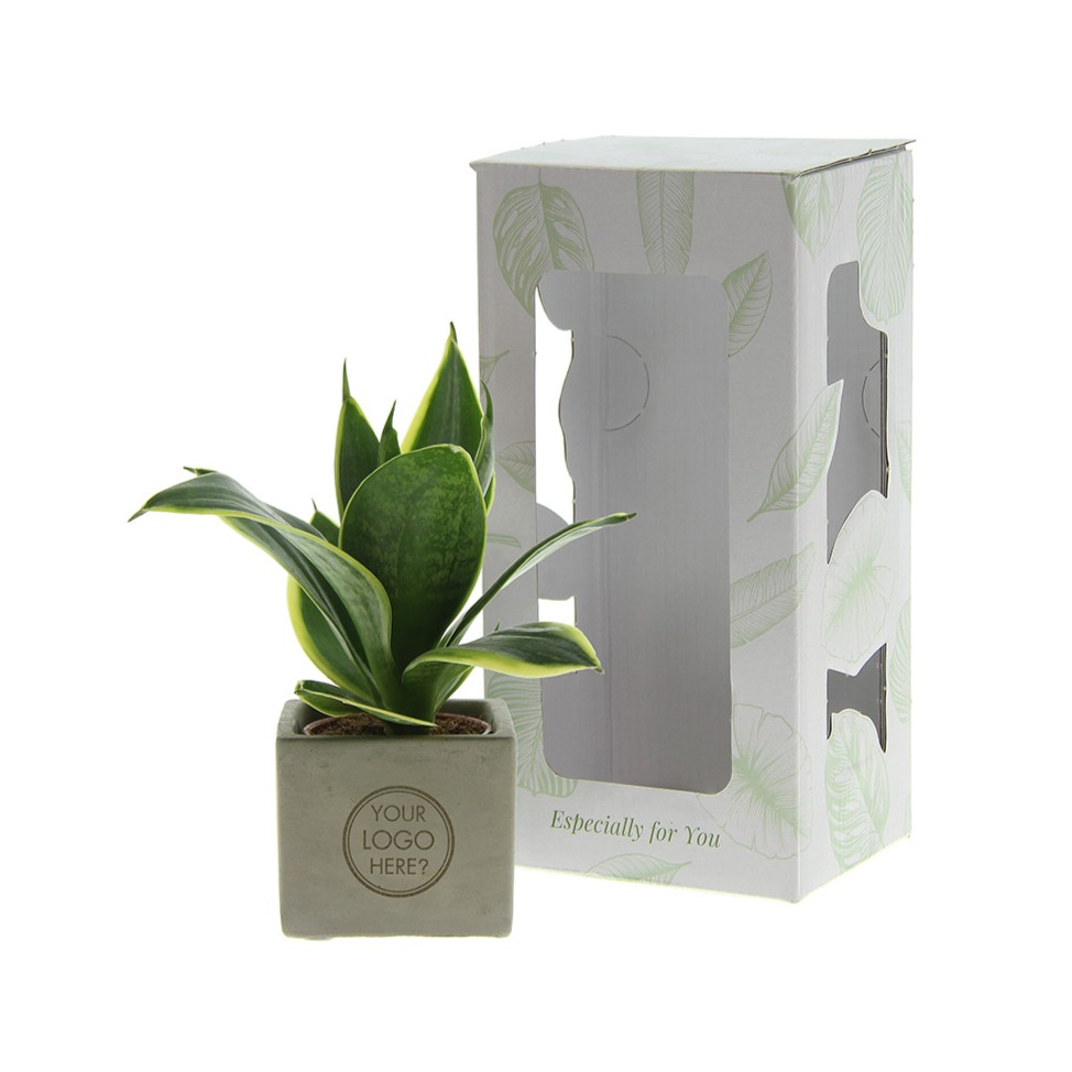 Congreet® plantpots small, In giftbox