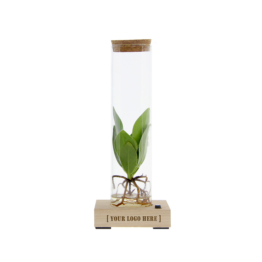 Hydroponic plants - Light bottle in giftbox