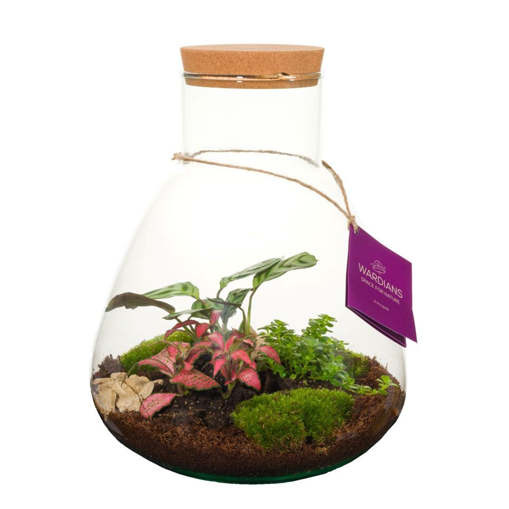 Wardians® Ecosystem - Erlenmeyer large, Zonder verpakking