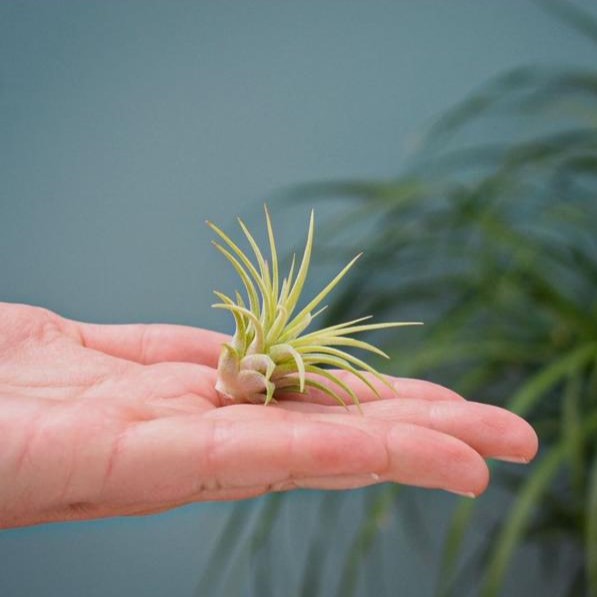 Airplant - Glass bottle medium