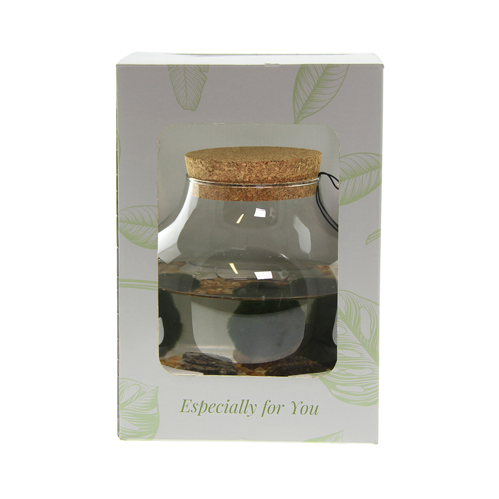 Marimo moss balls - Bowl, Zonder verpakking