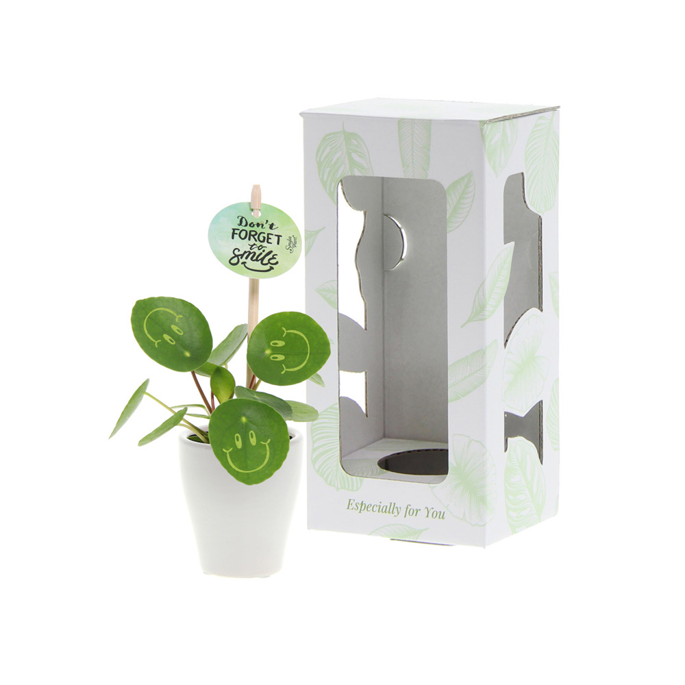 Smylieplant® - Happy in keramieke pot (small), In giftbox