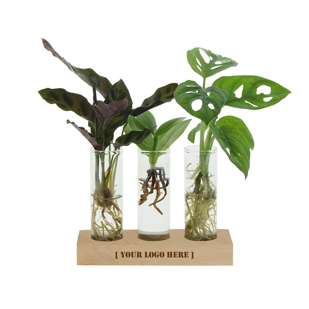 Hydroponic plants - Trio tube & wood
