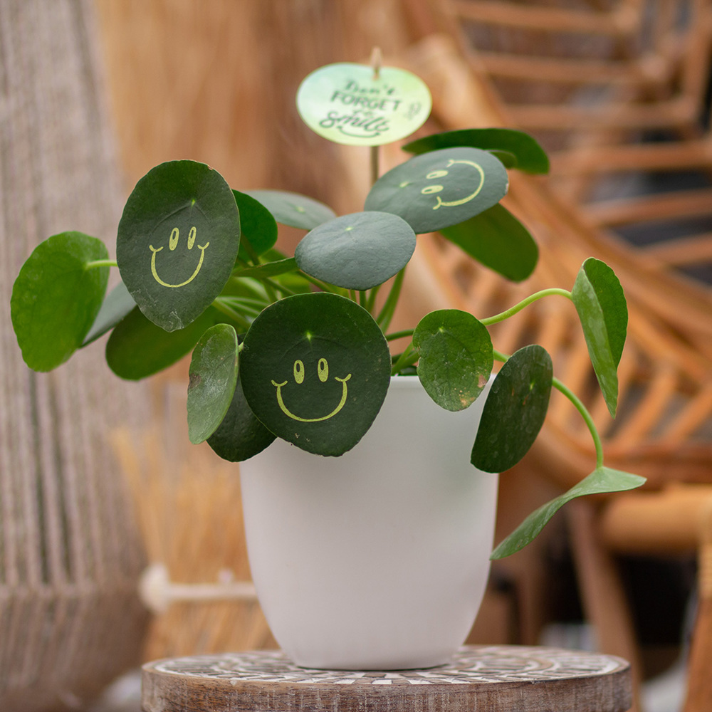 Smylieplant® - Happy in keramieke pot (large), In beschermende plantensleeve