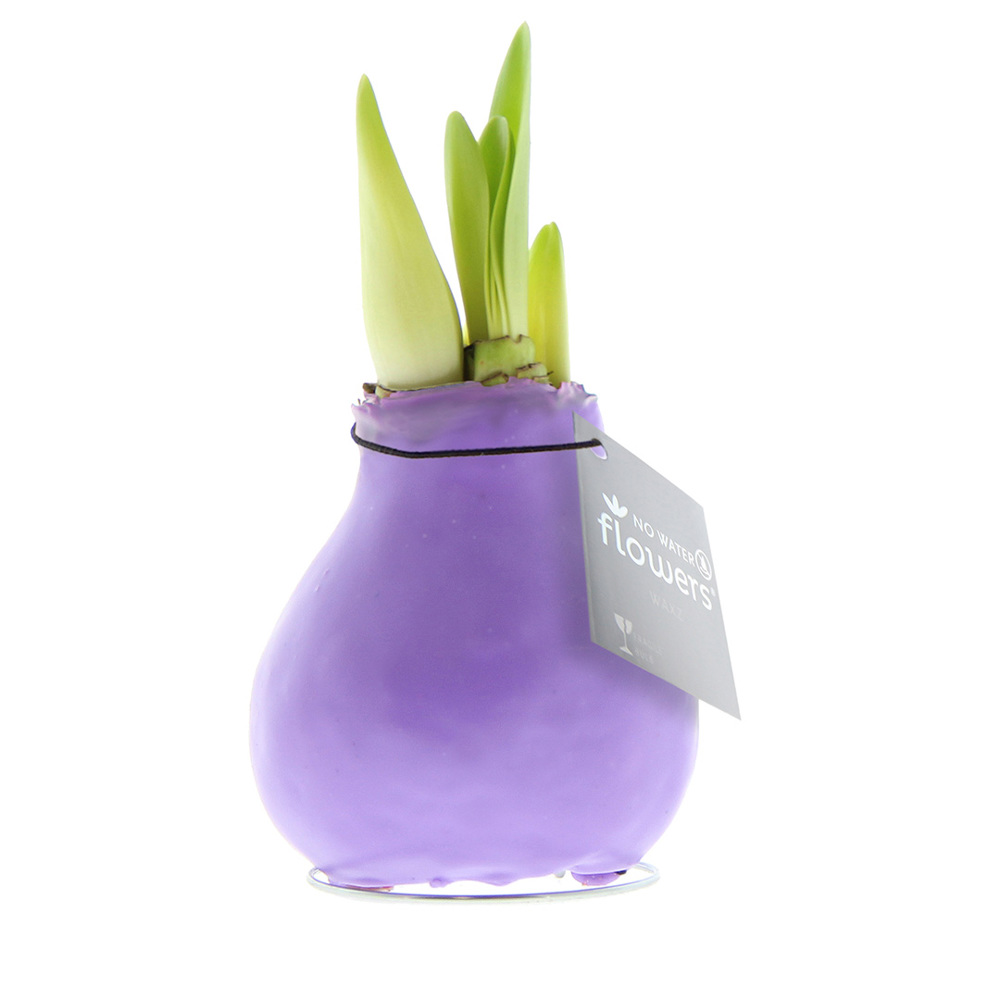 No Water Flowers® - Waxz® Colours - Pastel paars