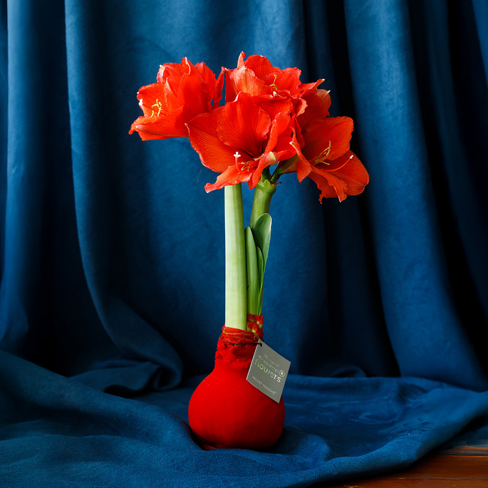 No Water Flowers® - Velvet Touchz®, In giftbag, Zilver