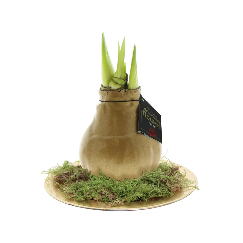 No Water Flowers® - Waxz® on golden dish - goud