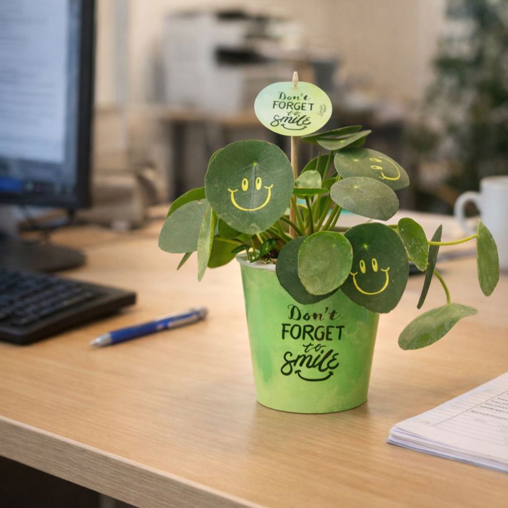 Smylieplant® - Happy in papercup (large), In beschermende plantensleeve