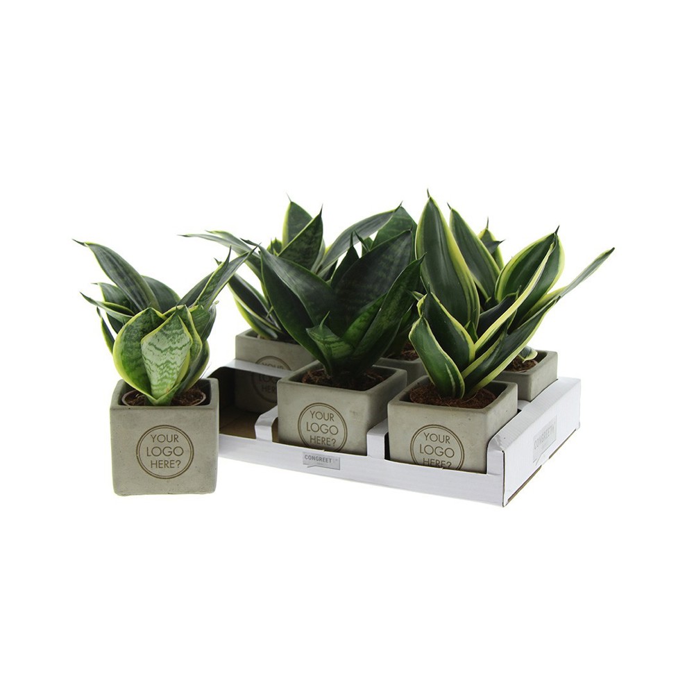 Congreet® plantpots small, In giftbox