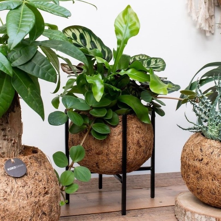 Kokodama® - Industrial easy green mix (M), In giftbox