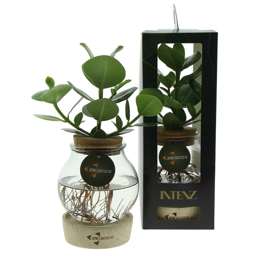 Hydroponic plants - Glass with LED light in giftbox