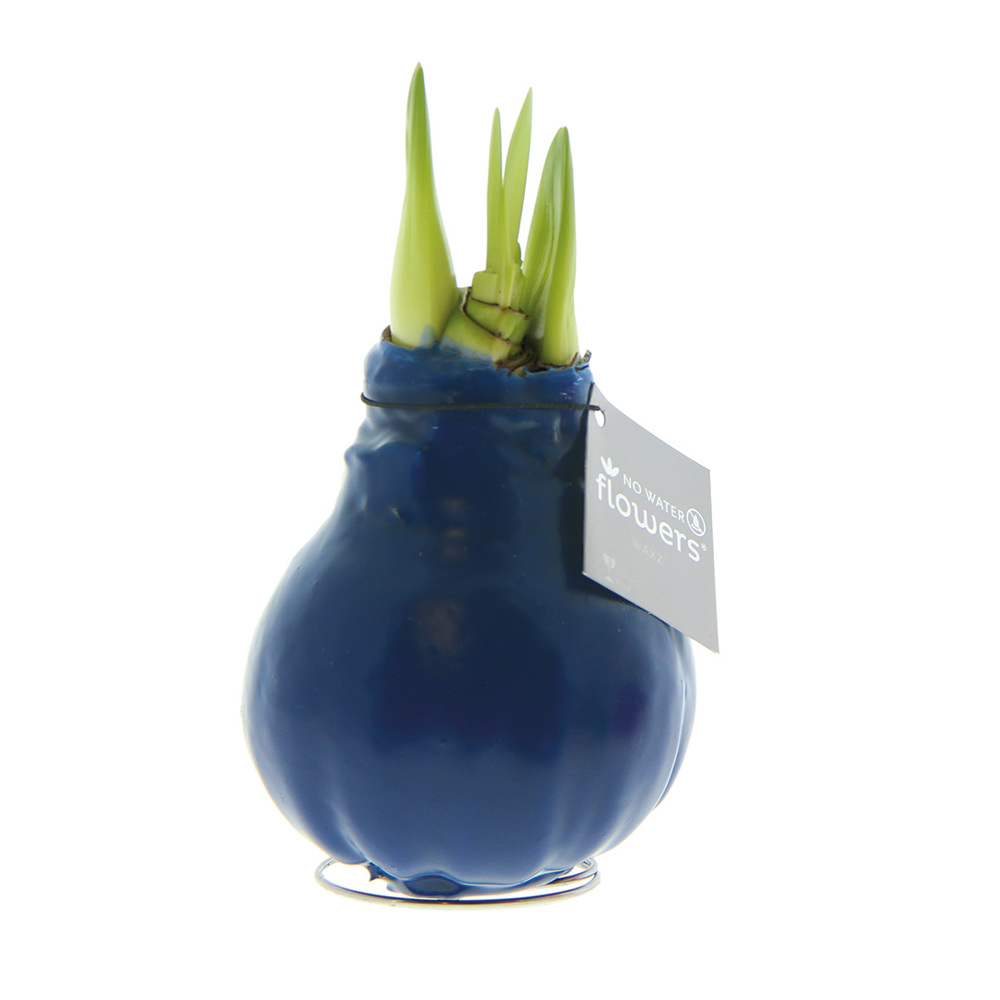 No Water Flowers® - Waxz® Colours - donkerblauw