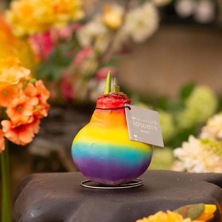 No Water Flowers® - Rainbow, In cilinder