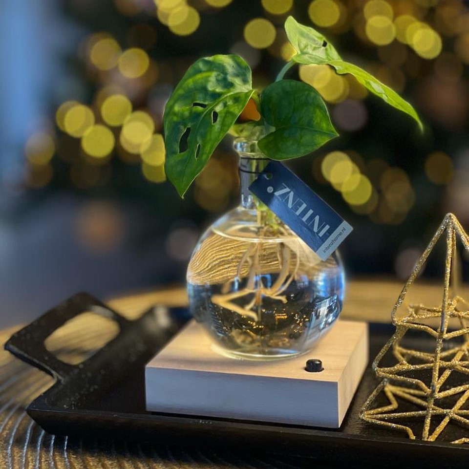 Hydroponic plants - Light plant in giftbox