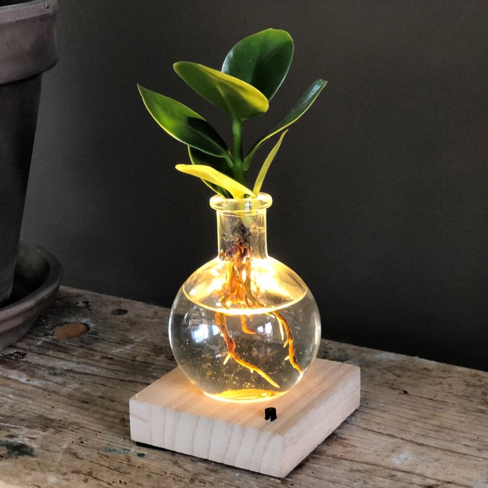 Hydroponic plants - Light plant in giftbox