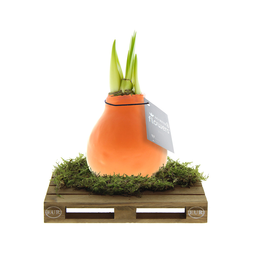 No Water Flowers® - Waxz® on pallet - Pastel oranje