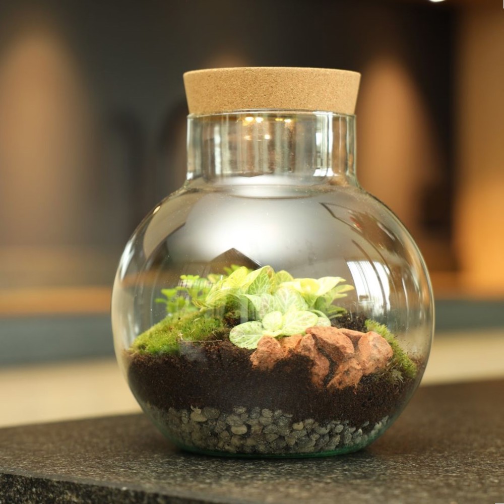 Wardians® Ecosystem - Bowl medium + LED, In giftbox