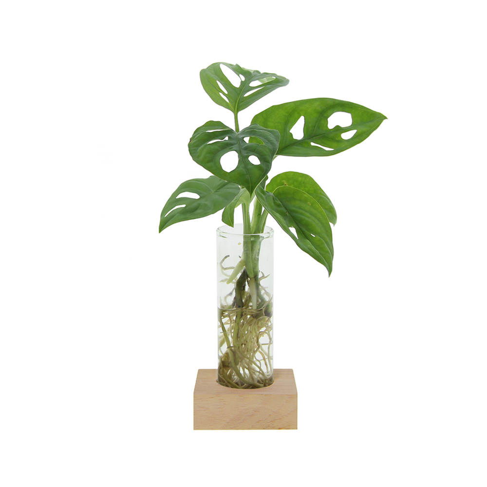 Hydroponic plants - Single tube & wood