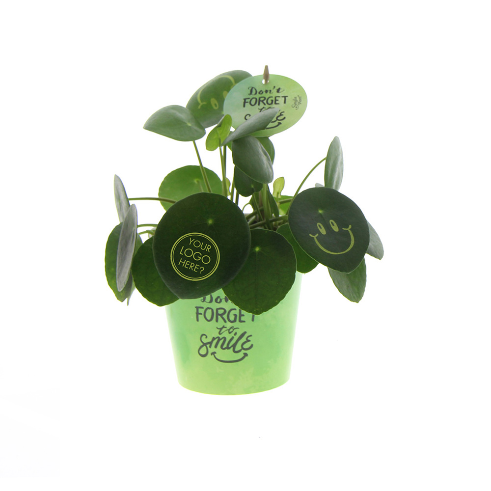 Smylieplant® - Happy in papercup (large), In beschermende plantensleeve