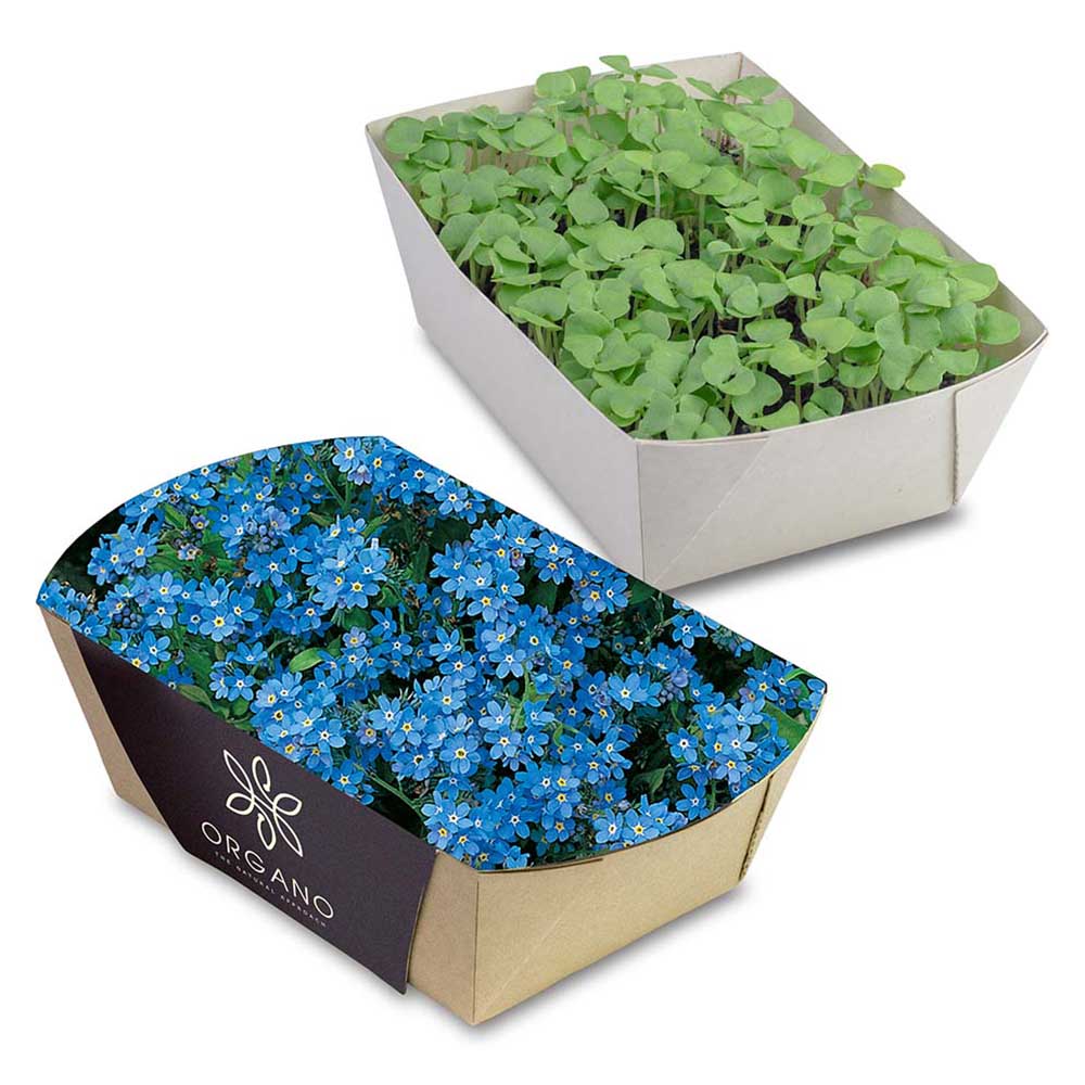 Plant-bakje met zaden - individueel