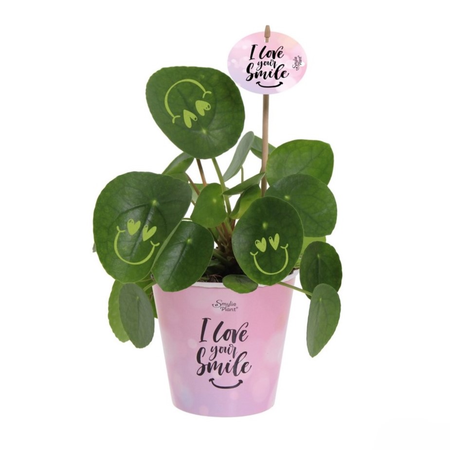Smylieplant® - Love in papercup (large)