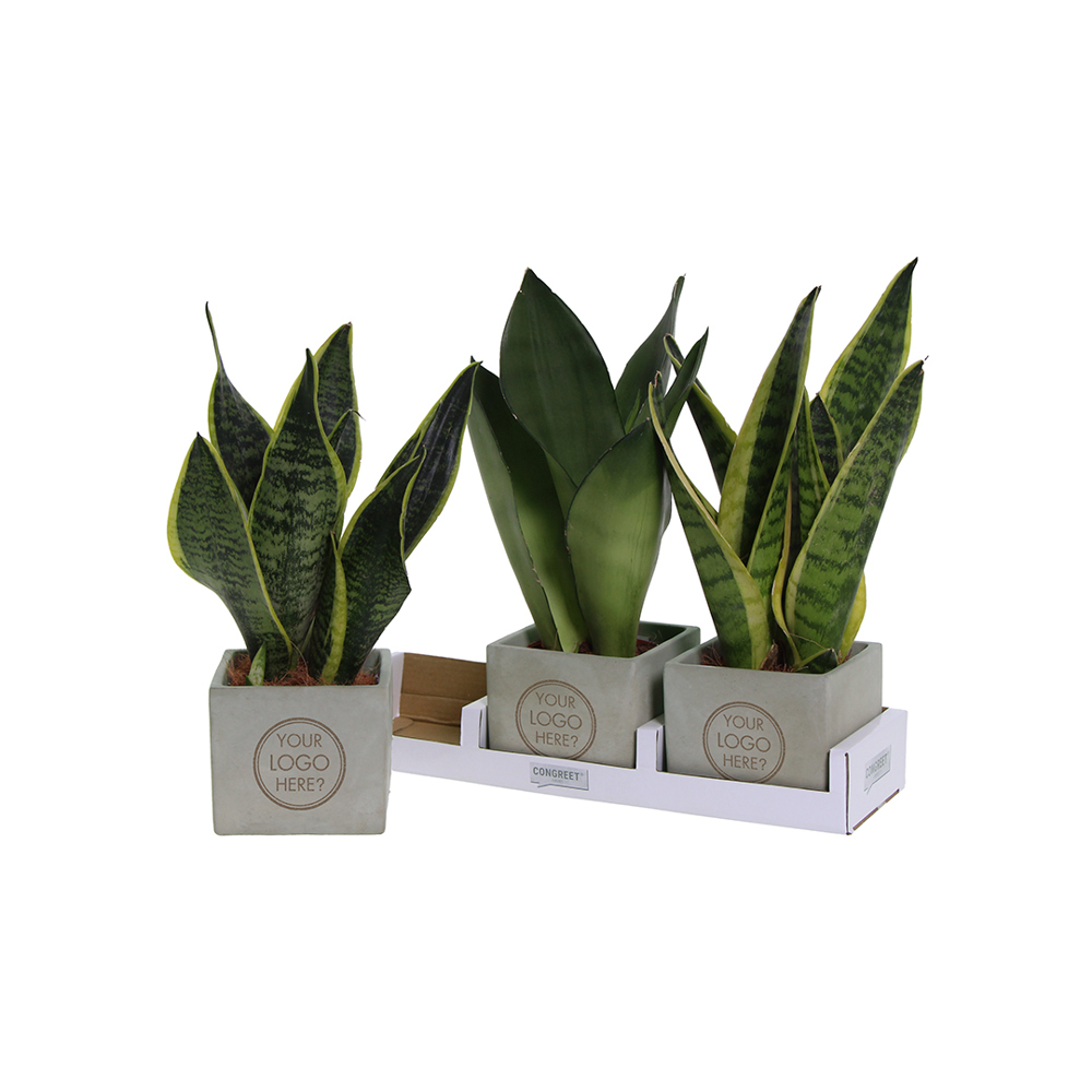 Congreet® plantpots large, In giftbox
