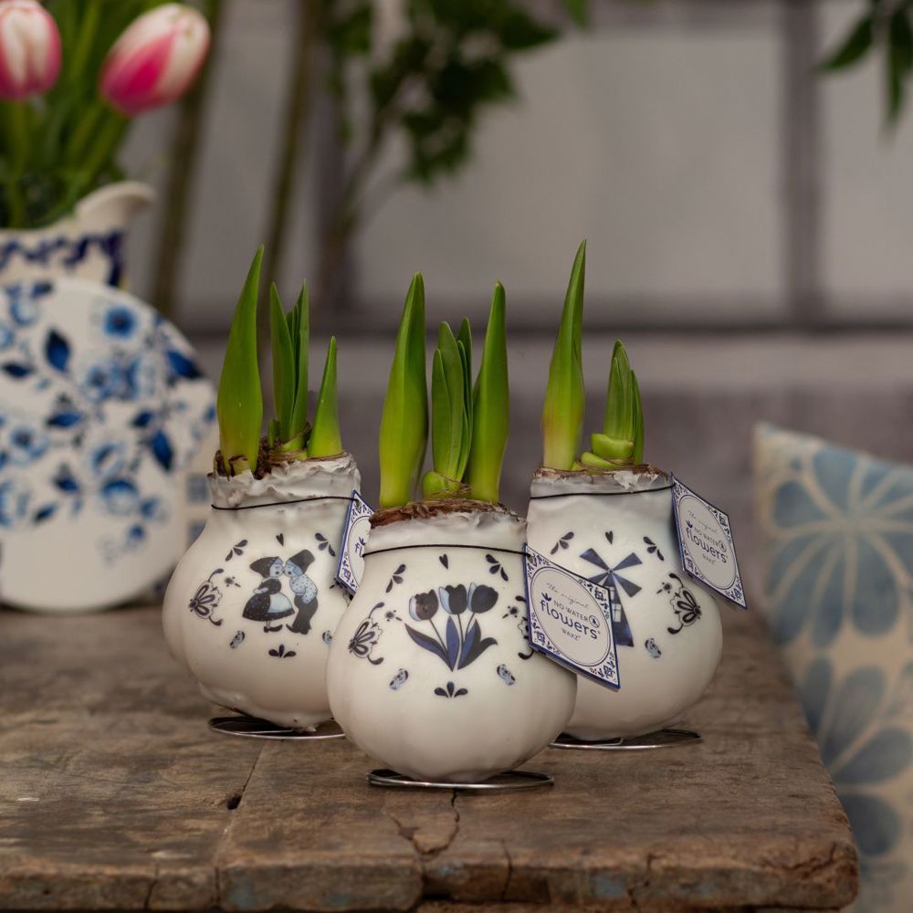 No Water Flowers® - Craftz Delft Blue mix, In giftbox
