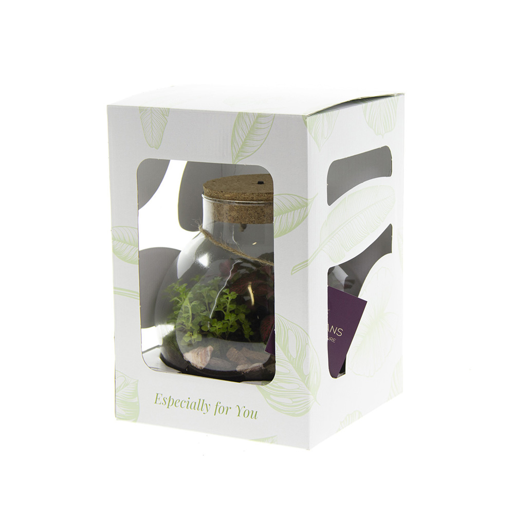 Wardians® Ecosystem - Bowl medium, In giftbox