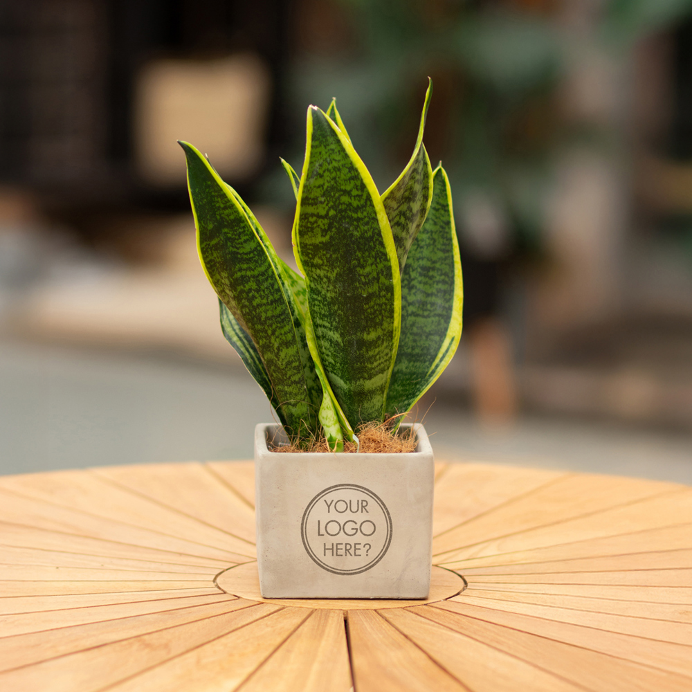 Congreet® plantpots large, In giftbox