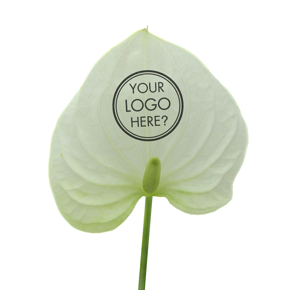 Message Printz® - Anthurium plant, In beschermende plantensleeve