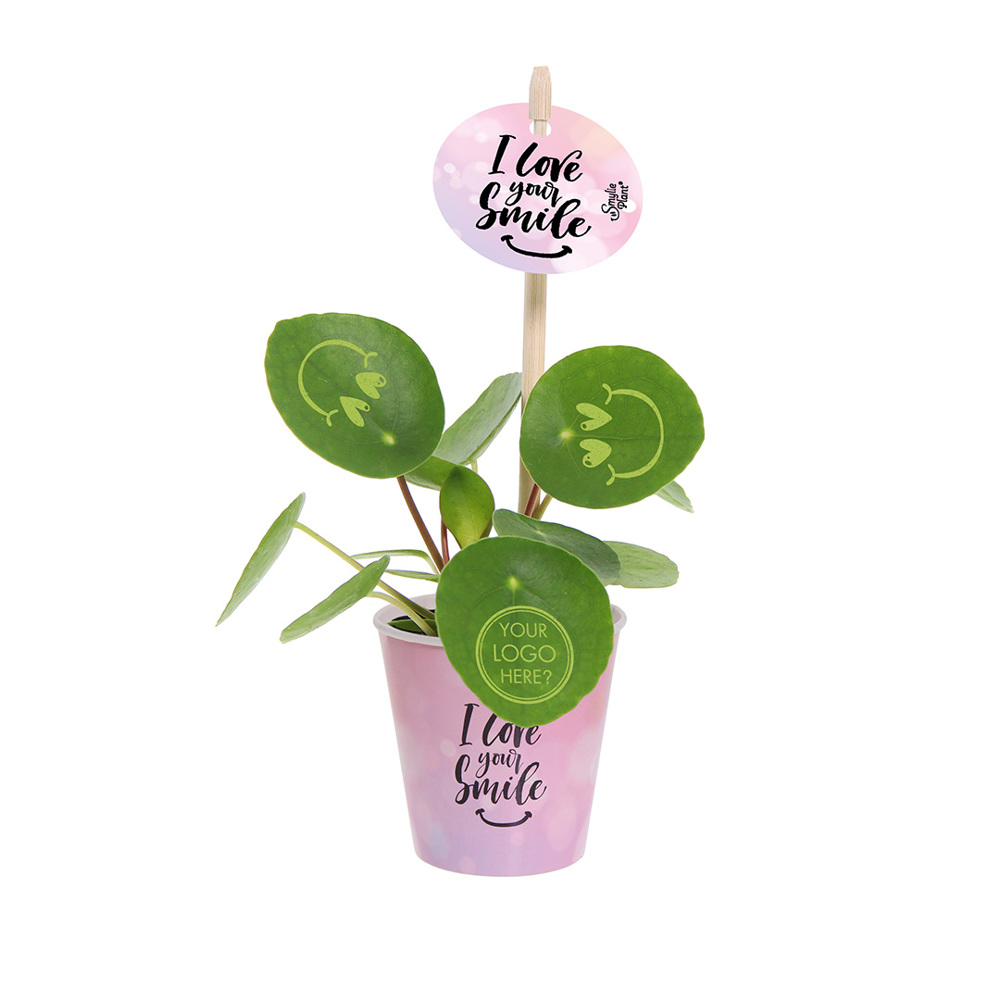 Smylieplant® - Love in papercup (small), In giftbox