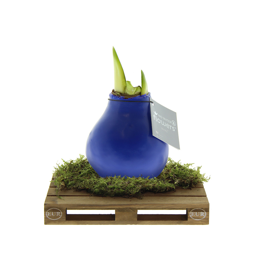 No Water Flowers® - Waxz® on pallet - blauw