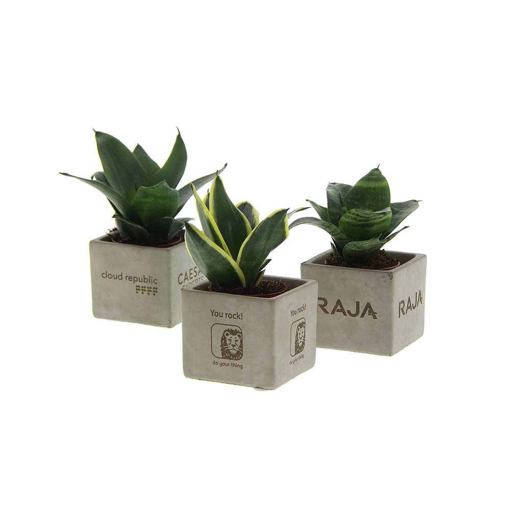 Congreet® plantpots small, In giftbox