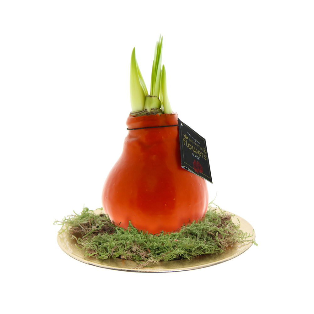 No Water Flowers® - Waxz® on golden dish - oranje